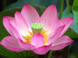 Лотос – это земноводный многолетний цветок