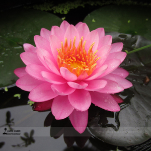 Лотос –  земноводный многолетний цветок