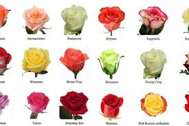 Розы-царственные цветы