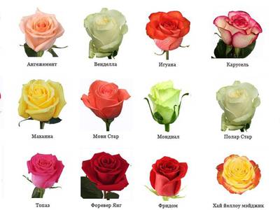 Какие цвета есть у розы цвета с доставкой ставрополь