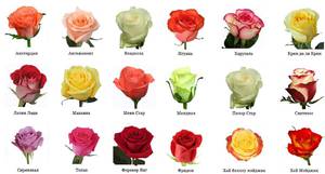 Розы-царственные цветы