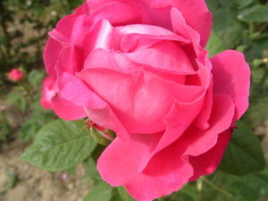 Ремонтантная роза  
