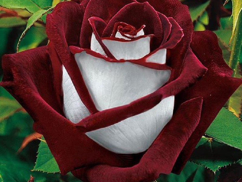 Роза  -красивейший сорт  цветков