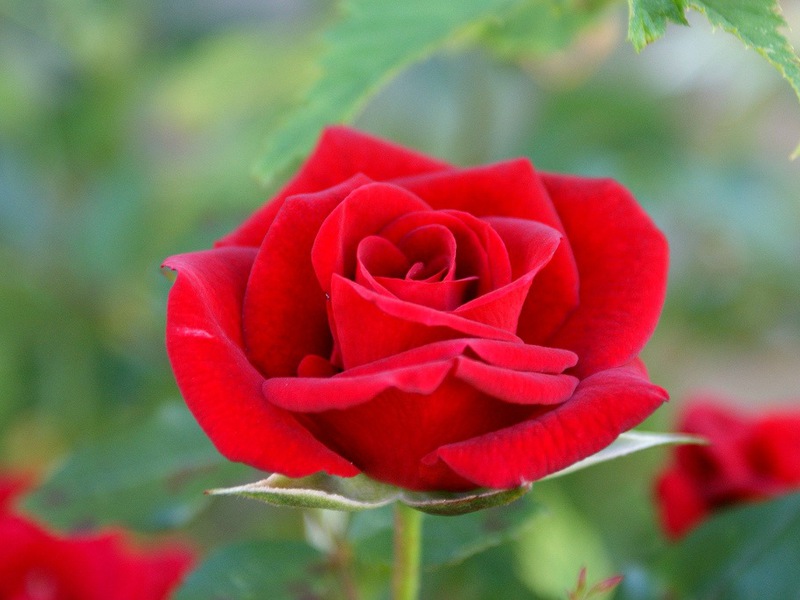 Царственный цветок-Роза