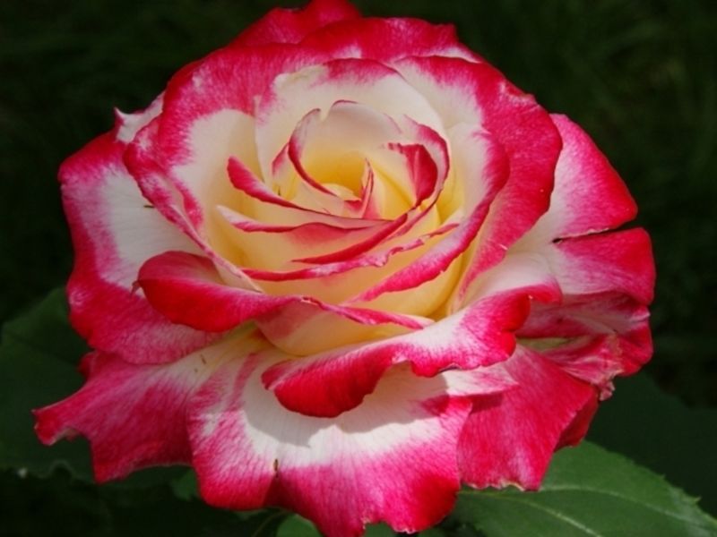 Необычные  цвета Розы