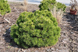 Pinus mugo - Гном в саду