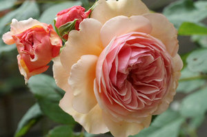 Английские розы: сорта