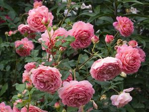 Английские розы: выбор сорта