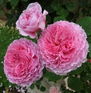 Крупноцветковая роза