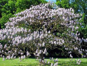 Paulownia tomentosa - адамово дерево