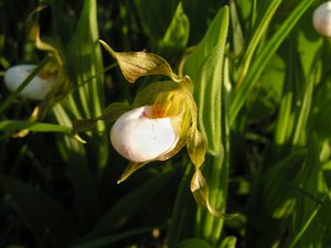 Как вырастить орхидею венерин башмачок