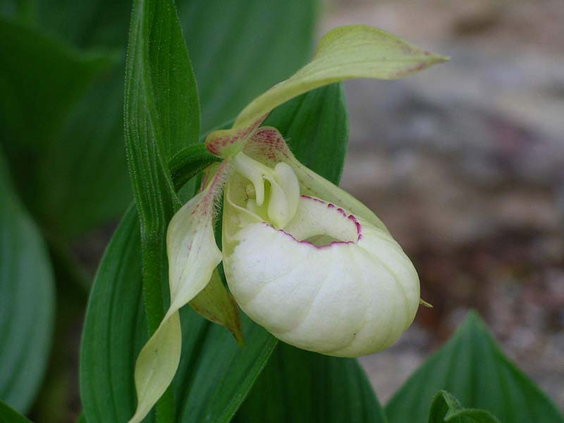 Внешний вид орхидеи венерин башмачок