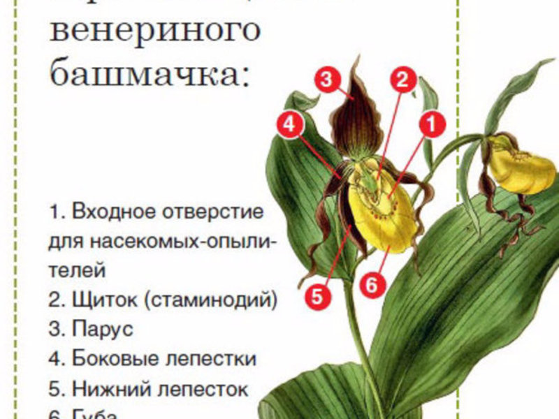 Как растет орхидея
