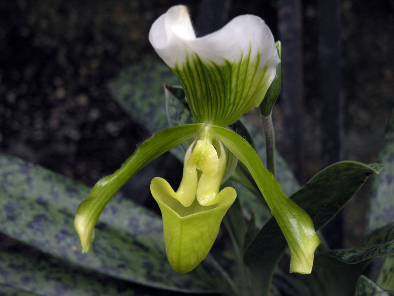 Болезни орхидеи