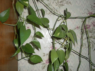 Комнатные Растения Мужегоны Фото