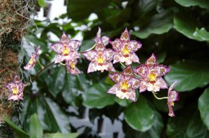 Орхидея вильсонара
