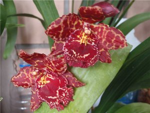 Орхидея одонтиода