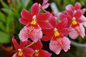 Орхидея буррагеара