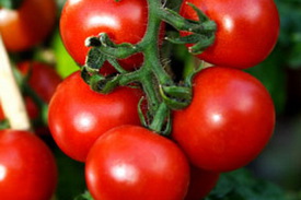 Характеристика и описание урожайного сорта томата