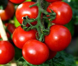 Характеристика и описание урожайного сорта томата