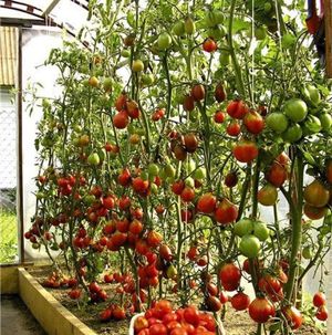 Уход за помидорами