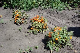 Способ вырастить помидоры