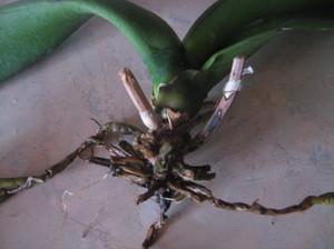 Как восстановить корни у орхидеи