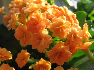 Цветковое растение сукулентного типа Каланхоэ