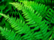 Папоротник - одно из самых древних растений на Земле