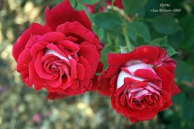 Описание сорта розы осирия