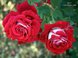 Описание сорта розы осирия