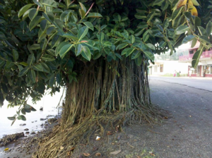 В природе фикус - это довольно большое дерево, вырастающее до 40 метров
