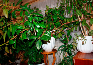 Фикус - это полезное растение, очищающее  воздух в помещении 