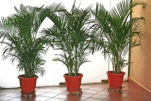 Рекомендации по выращиванию растения пальма