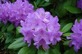 Цветы рододендрон: фото, сорта катевбинский Грандифлорум