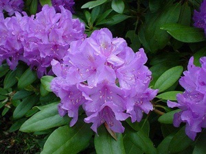 Цветы рододендрон: фото, сорта катевбинский Грандифлорум