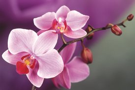 Орхидея в доме правильный уход