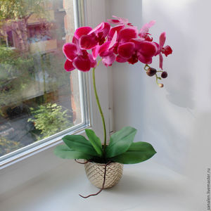 Орхидея фаленопсис в доме