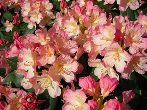 Рододендрон якушиманский посадка и уход, rhododendron percy wiseman