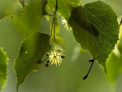 Листья И Плоды Липы Фото