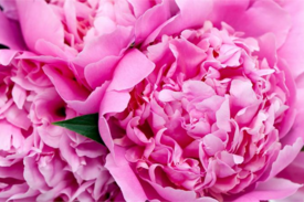 Пион - один из самых популярных цветов у садоводов