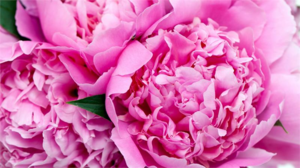 Пион - один из самых популярных цветов у садоводов
