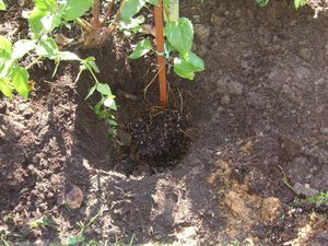 Почва для посадки клематиса