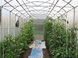 Как посадить томаты в теплице