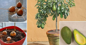 Как размножить авокадо