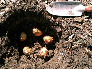 Как посадить луковицы тюльпана в лунку