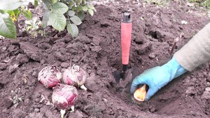 Сроки посадки тюльпанов в грунт