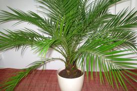 Домашняя  финиковая пальма