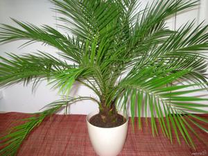 Домашняя  финиковая пальма