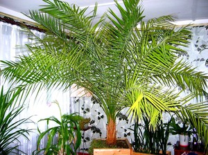 Финиковая пальма дома - как ухаживать и пересаживать